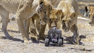 Illustration for article titled THIS is how you photograph a pride of lions